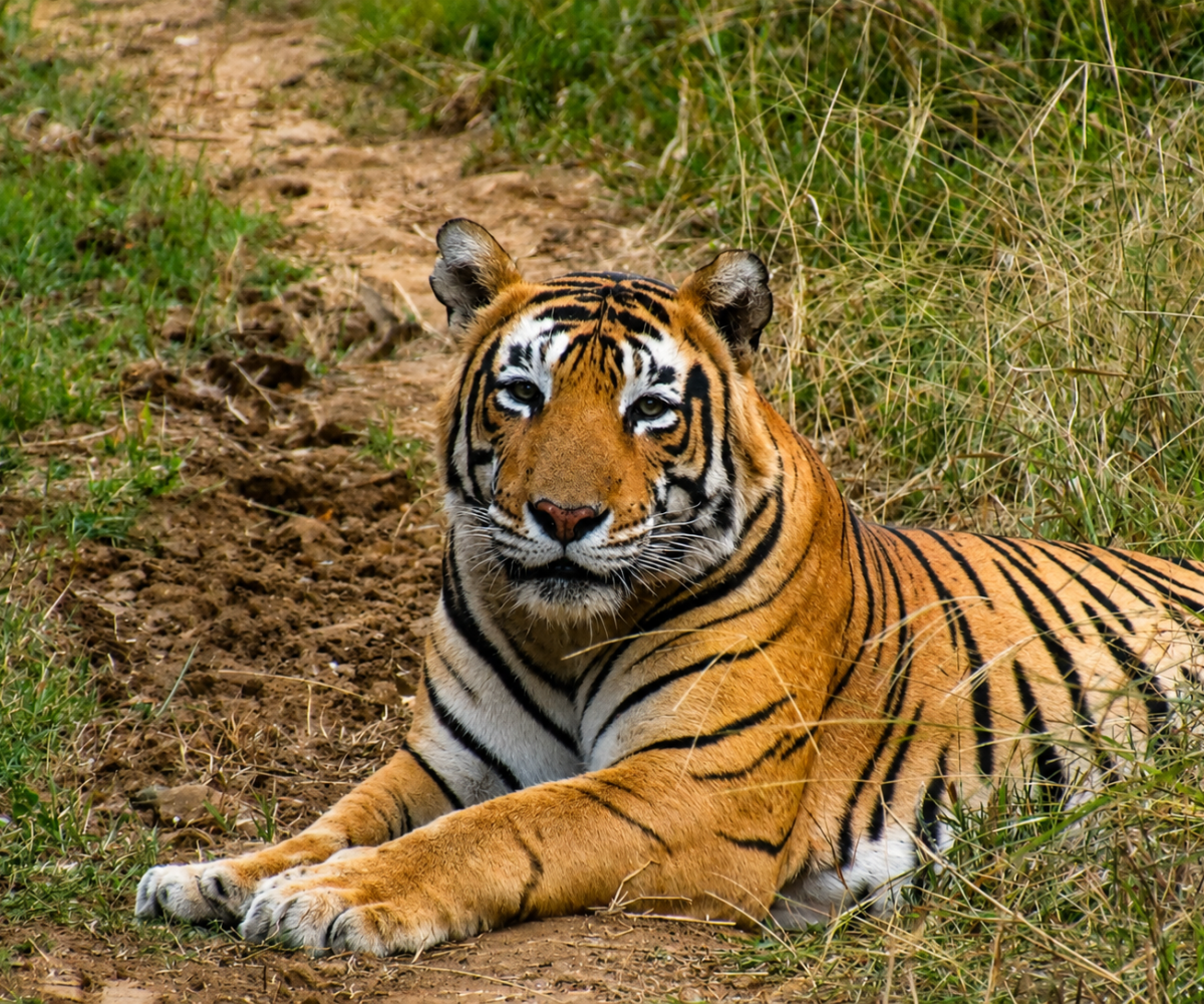 Sariska Tiger_MK